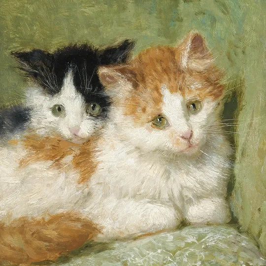 Kedi