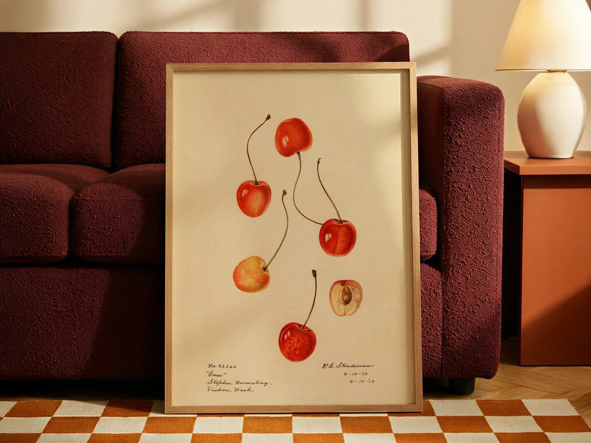 Alalart Seçkisi slider 3 — Royal Charles Steadman, Prunus avium Cass