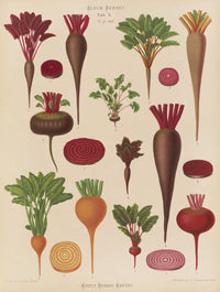 Beets (1876-1886)