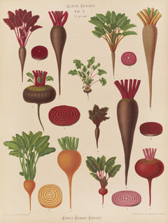 Beets (1876-1886)