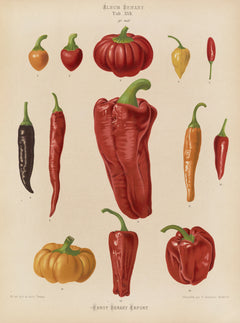 Capsicums, or Chili Peppers (1876-1886)