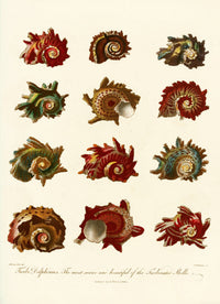 Encyclopaedia londinensis - Conchology Pl. 10 (1810)