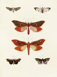Foreign butterflies occurring in the three continents Asia, Africa and America Pl.093 (1779-1782)