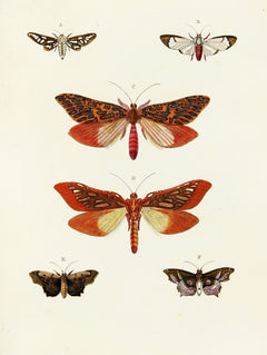 Foreign butterflies occurring in the three continents Asia, Africa and America Pl.093 (1779-1782)