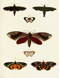 Foreign butterflies occurring in the three continents Asia, Africa and America Pl.396 (1779-1782)