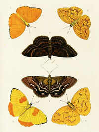 Foreign butterflies occurring in the three continents Asia, Africa and America Pl.420 (1779-1782)