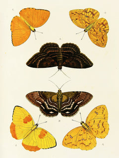 Foreign butterflies occurring in the three continents Asia, Africa and America Pl.420 (1779-1782)