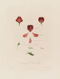 Anatomy of the Sweet Pea (1799-1810)