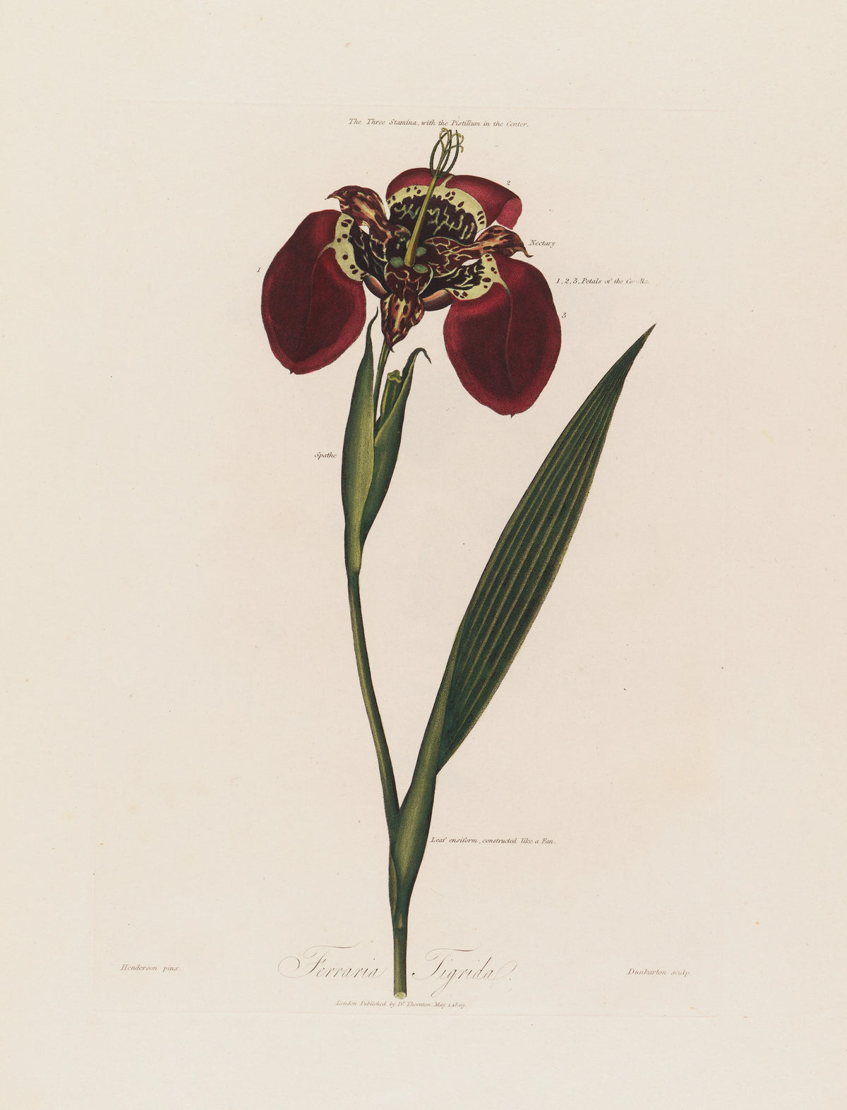 Ferraria Tigrida (1799-1810)