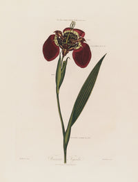 Ferraria Tigrida (1799-1810)