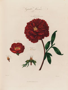 Vegetable Monsters [Piony] (1799-1810)